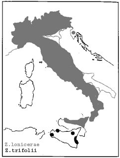 Chiavi di identificazione degli Zygaenidae d''Italia